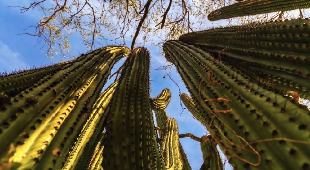 Santuario de los Cactus - Turismo La Paz